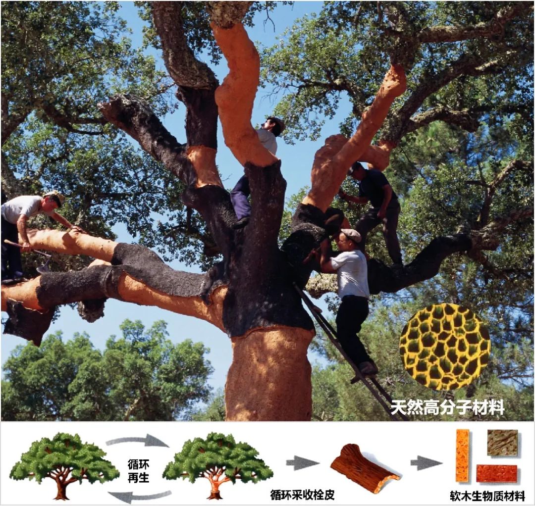 The process of cork harvesting & collecting